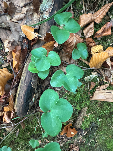 Liverleaf