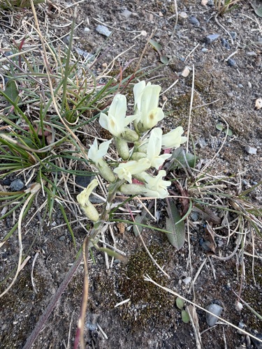 Oxytropis campestris, 2026-09-21