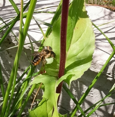 Megachile centuncularis