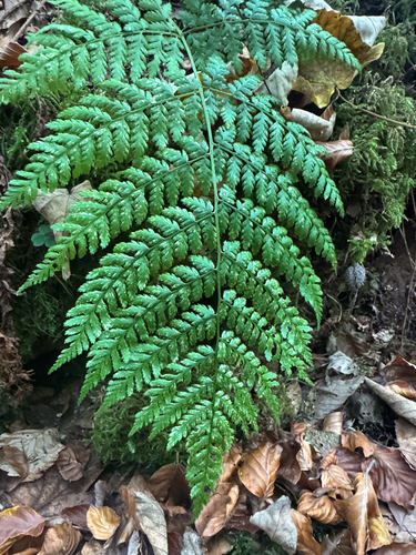 broad buckler-fern