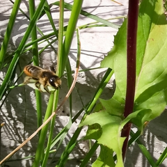 Megachile centuncularis