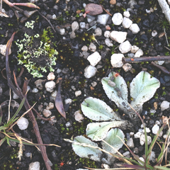 Riccia spongiosula