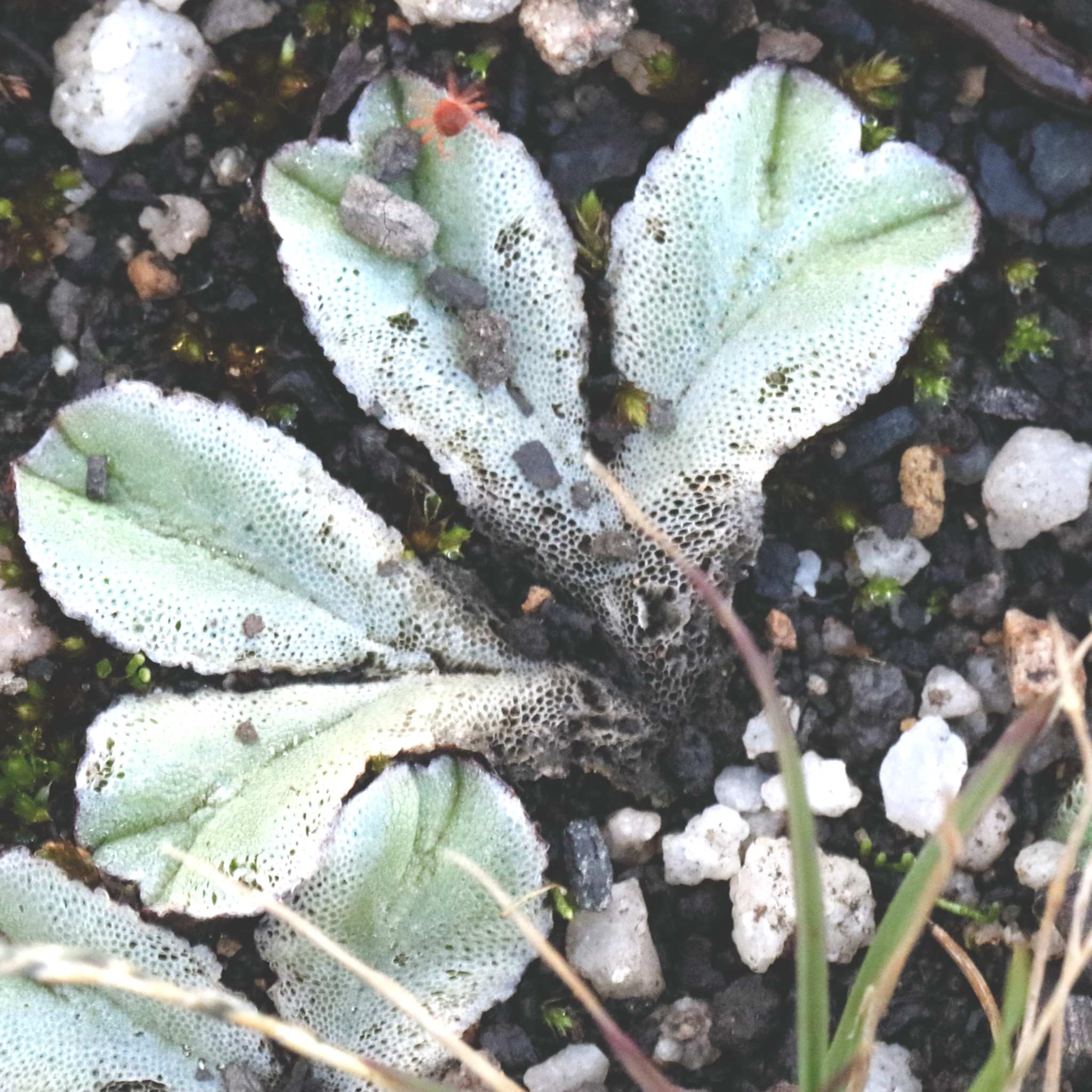 Riccia spongiosula