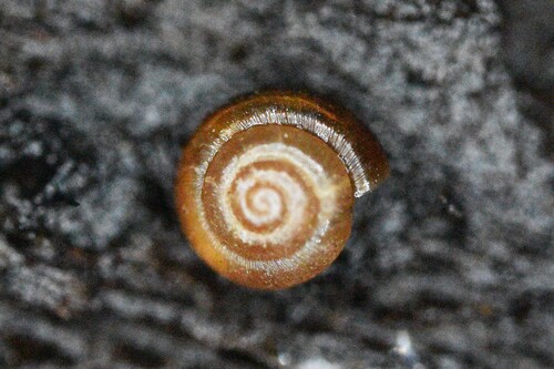 Punctum pygmaeum, 2026-10-15
