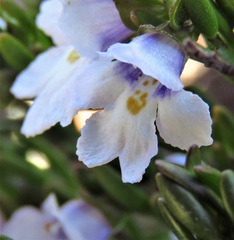 Prostanthera saxicola montana