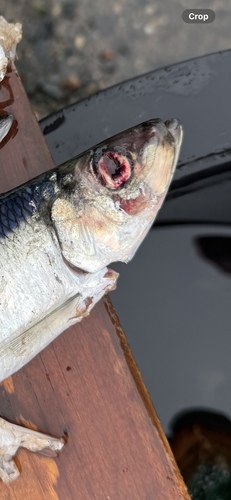 Atlantic Herring