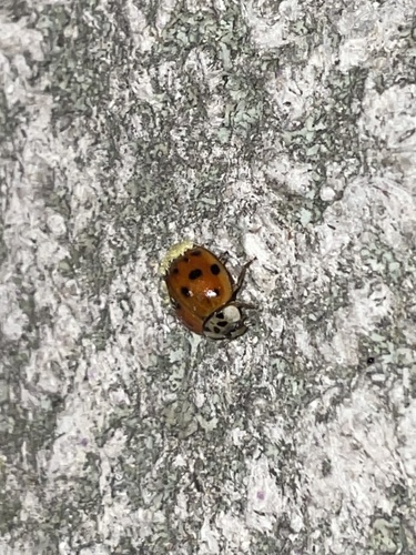 Hesperomyces harmoniae