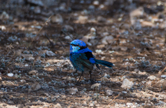 Malurus splendens melanotus