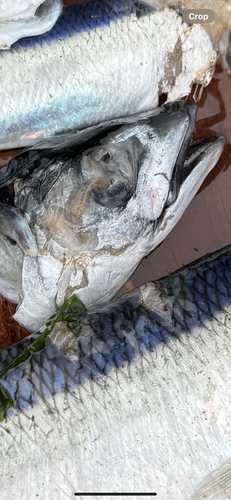 Atlantic Mackerel