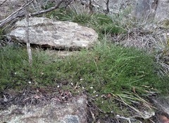 Prostanthera saxicola montana
