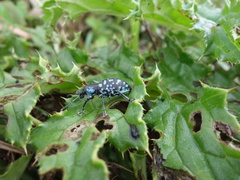 Eupyrgops waltonianus