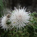 Cirsium japonicum takaoense - Photo (c) 阿元, algunos derechos reservados (CC BY-NC), subido por 阿元