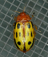 Chrysomela texana