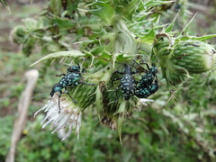 Eupyrgops waltonianus