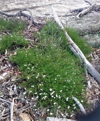 Prostanthera saxicola montana