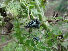 Eupyrgops waltonianus