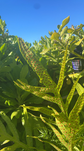 Microsorum grossum observed 2026-10-16
