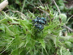 Eupyrgops waltonianus