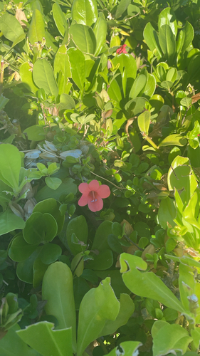 Barleria repens observed 2026-10-16