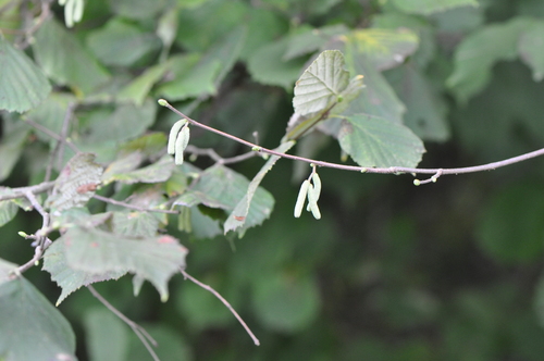 common hazel
