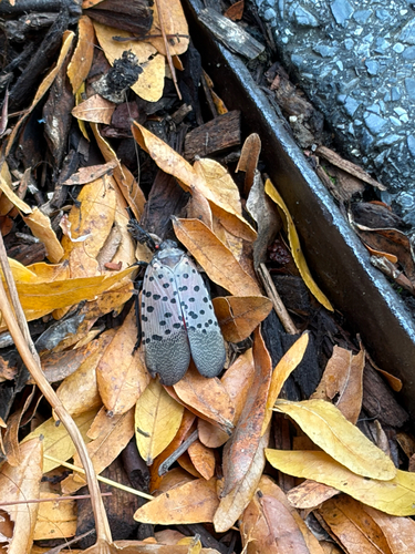 Spotted Lanternfly