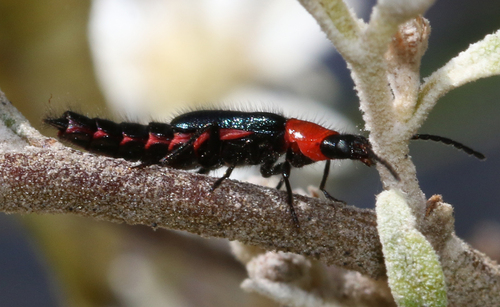 Carphurus observed 2026-10-16