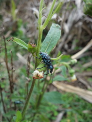 Eupyrgops waltonianus