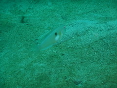 Iniistius pentadactylus