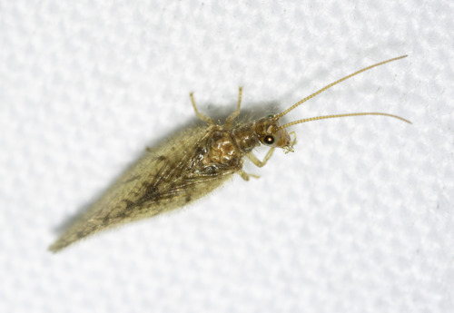 Micromus angulatus