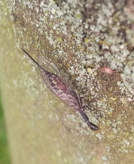 Raphidiinae