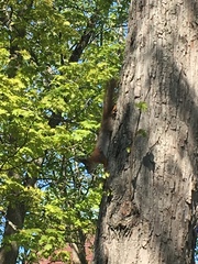 Sciurus vulgaris