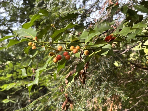 European holly