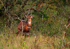 Tragelaphus scriptus bor