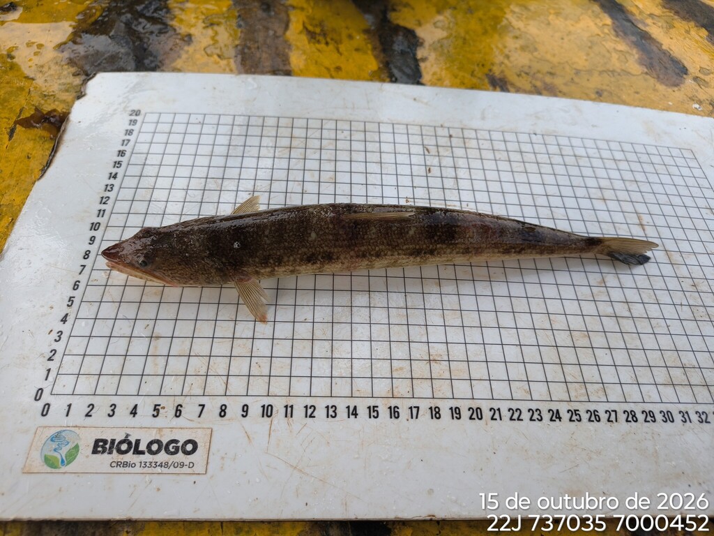 Sharpnose lizardfish