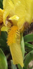 Iris reichenbachii