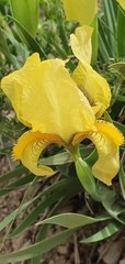 Iris reichenbachii