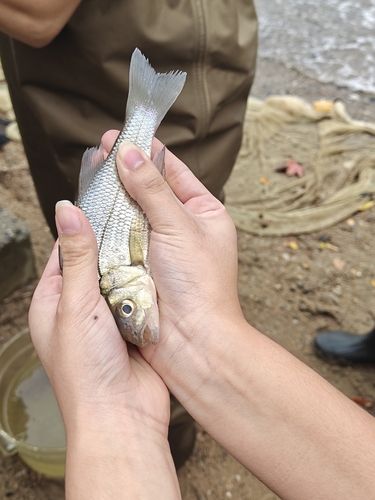 White Perch