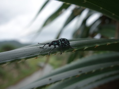 Eupyrgops waltonianus
