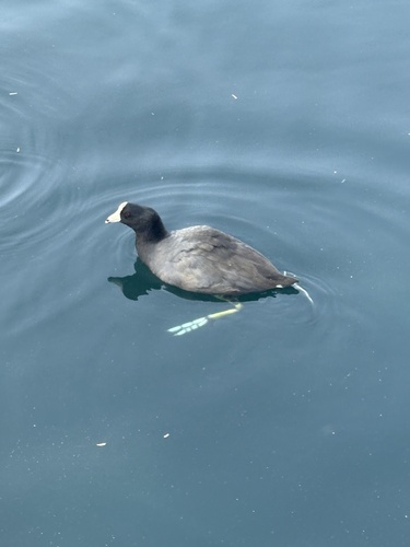 American Coot