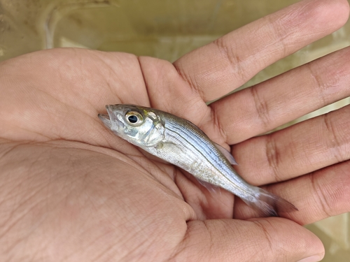 Striped Bass