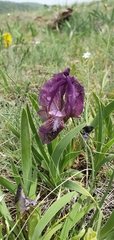 Iris reichenbachii