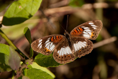 Junonia sophia