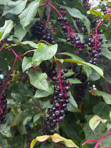 American pokeweed