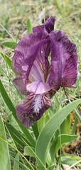 Iris reichenbachii