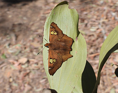 Netrocoryne repanda