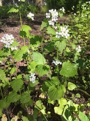 Alliaria petiolata