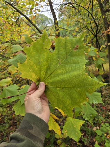 American sycamore