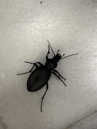 Leather Beetle