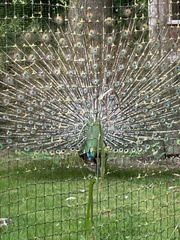 Pavo muticus