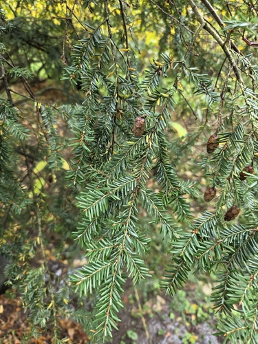 eastern hemlock